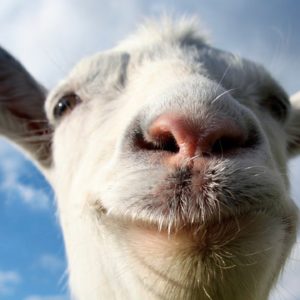 Goat Simulator PlayStation Plus