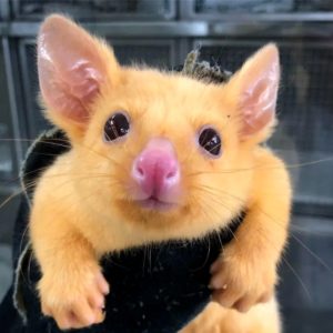 Pikachu Opossum