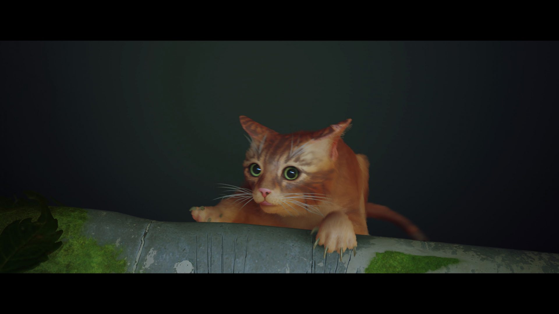Stray
