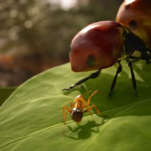 Empire of the Ants