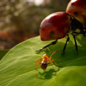 Empire of the Ants