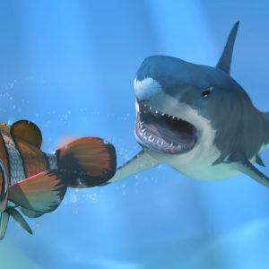 Shark Shark
