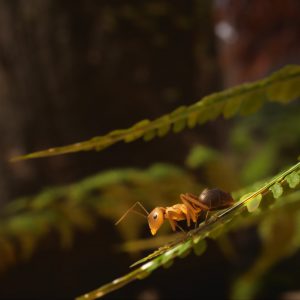 Empire of the Ants