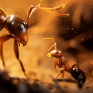 Empire of the Ants