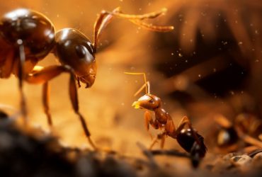 Empire of the Ants