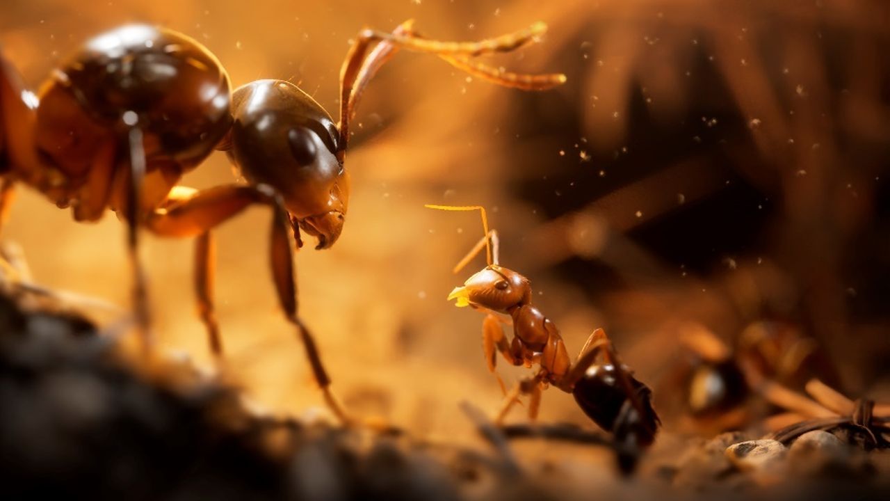 Empire of the Ants